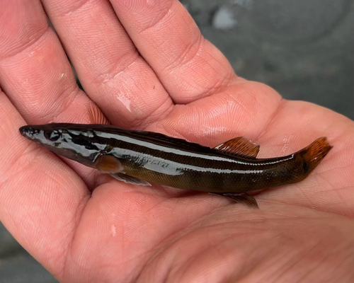 Sharpnose darter (Percina oxyrhynchus) — Percidae — 2