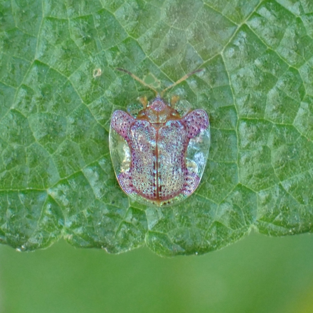 Microctenochira difficilis