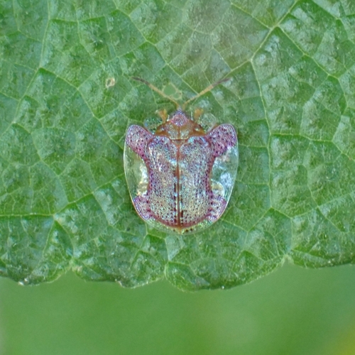 Microctenochira difficilis