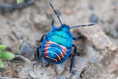 Parajalla sanguineosignata