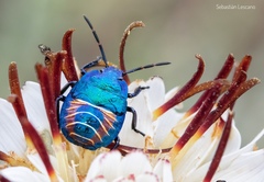 Parajalla sanguineosignata