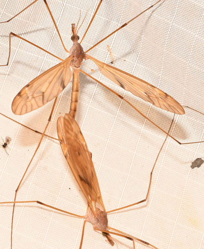 Unknown species found near Hamden, CT, USA