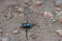 Onthophagus deterrens