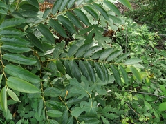 Magnoliopsida