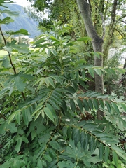 Magnoliopsida