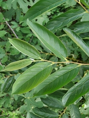 Magnoliopsida