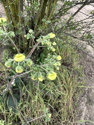 Calceolaria nudicaulis (Calceolaria nudicaulis)