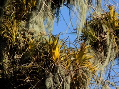 Aechmea recurvata