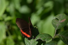 Biblis