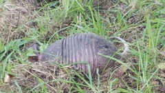 Dasypus novemcinctus