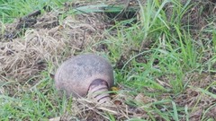 Dasypus novemcinctus