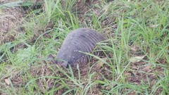 Dasypus novemcinctus