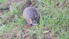 Dasypus novemcinctus