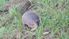 Dasypus novemcinctus