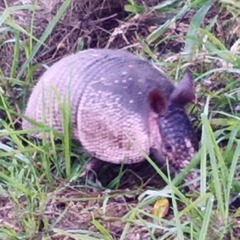 Dasypus novemcinctus