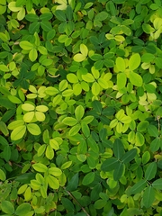Arachis pintoi