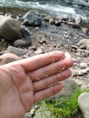Poa palustris