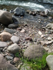 Poa palustris