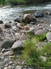 Poa palustris