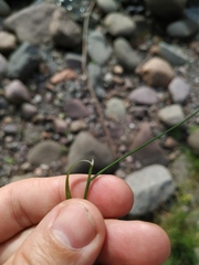 Poa palustris