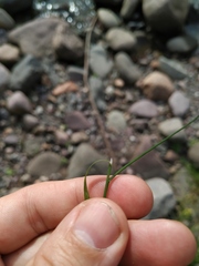 Poa palustris