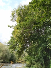 Ligustrum lucidum