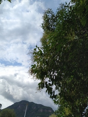 Ligustrum lucidum