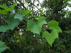 Vitis instabilis