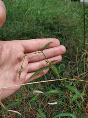 Persicaria mitis