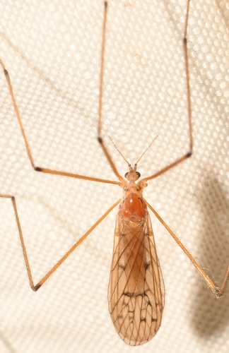 Unknown species found near Hamden, CT, USA