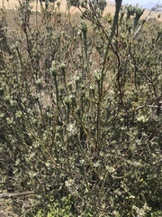 Leucadendron verticillatum