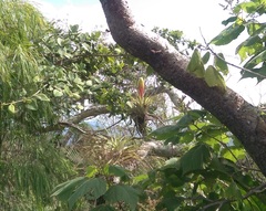 Tillandsia jaliscomonticola