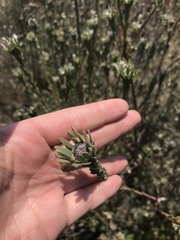 Leucadendron verticillatum