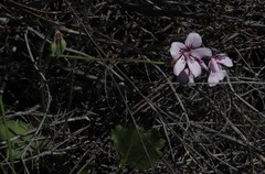 Pelargonium elegans