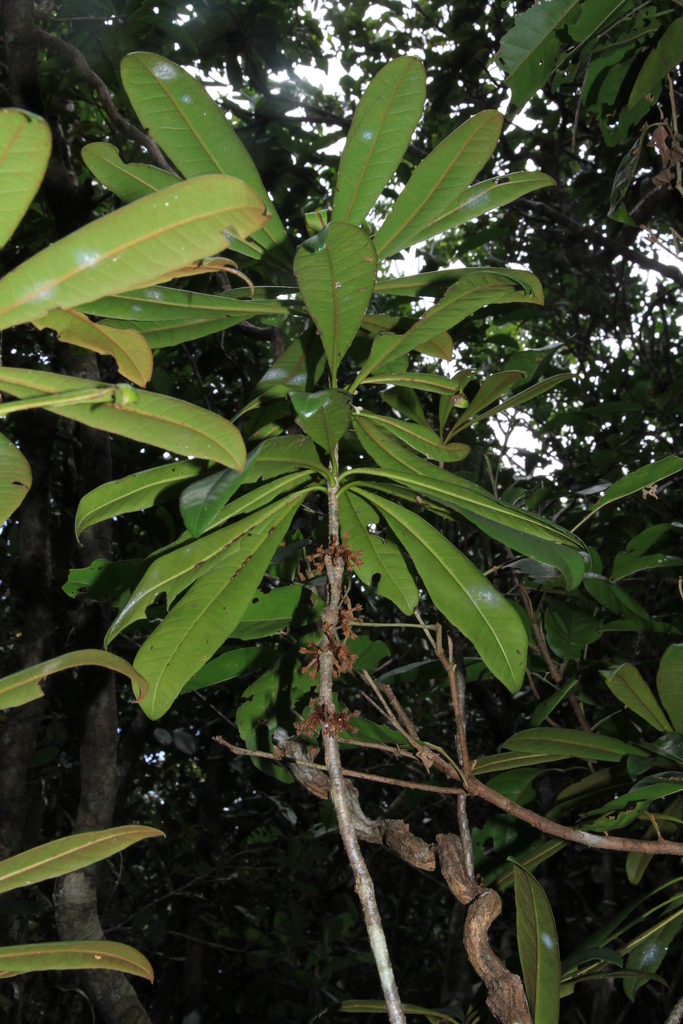 Pitosporo