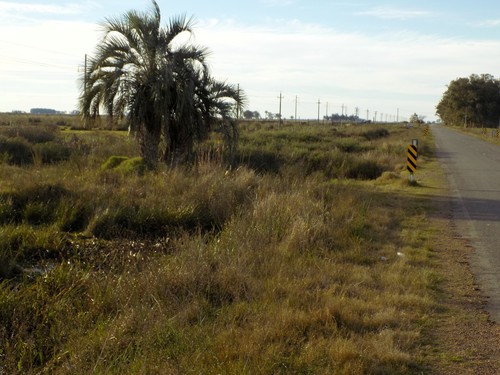 Butia odorata