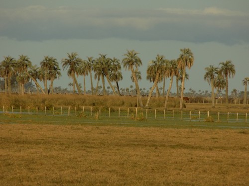 Butia odorata