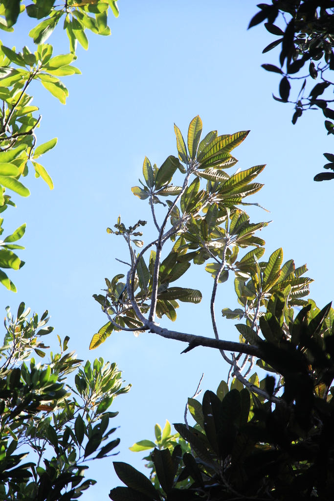 Pleioluma belepensis