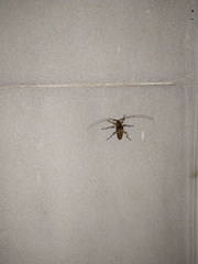 Insecta
