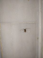 Insecta