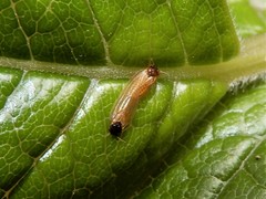 Ctenarytaina fuchsiae