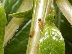 Ctenarytaina fuchsiae