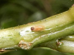 Ctenarytaina fuchsiae