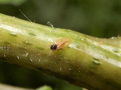 Ctenarytaina fuchsiae