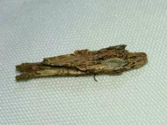 Pentobesa inexpectata