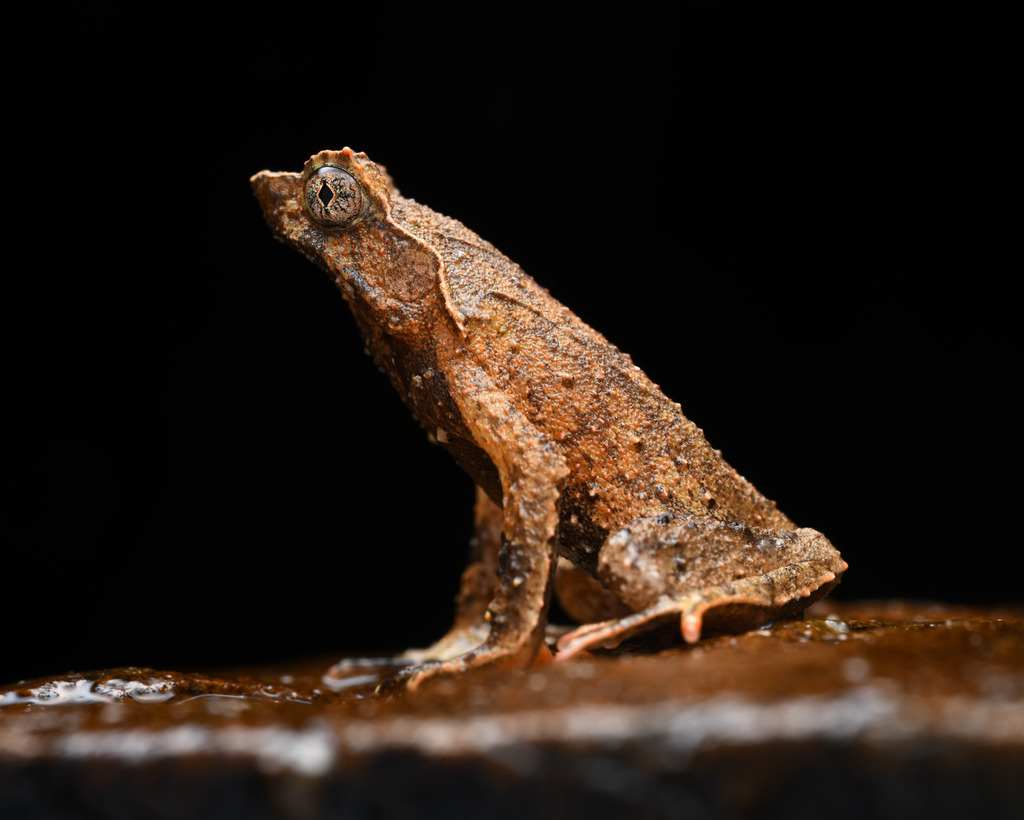 Boulenophrys gaolanensis