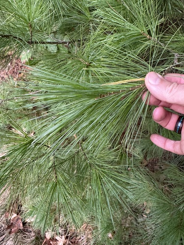eastern white pine