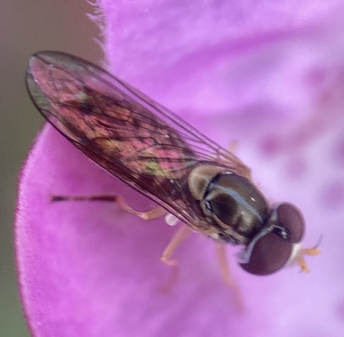Unknown species found near Myles Standish State Forest, Plymouth, MA, US
