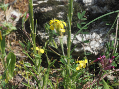 Erysimum raulinii