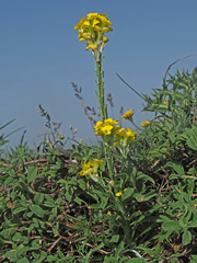Erysimum raulinii